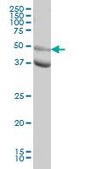 Monoclonal Anti-MAPK10 antibody produced in mouse clone 3B9, purified immunoglobulin, buffered aqueous solution