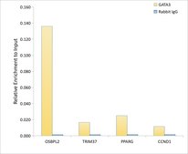 Anti-GATA3 Antibody, clone 6V3Z4, Rabbit Monoclonal