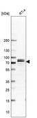 Anti-JUP antibody produced in rabbit Prestige Antibodies&#174; Powered by Atlas Antibodies, affinity isolated antibody, buffered aqueous glycerol solution