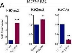 Anti-dimethyl-Histone H3 (Lys9) Antibody Upstate&#174;, from rabbit
