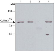 Anti-Cullin 3 antibody ,Mouse monoclonal clone CUL3-9, purified from hybridoma cell culture