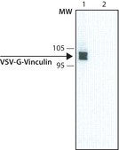 Anti-VSV Glycoprotein antibody, Mouse monoclonal clone P5D4, purified from&nbsp;hybridoma&nbsp;cell culture