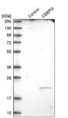 Anti-CEBPG antibody produced in rabbit Prestige Antibodies&#174; Powered by Atlas Antibodies, affinity isolated antibody, buffered aqueous glycerol solution