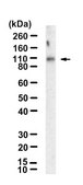 Anti-p-JAK3 (Tyr980/981) Antibody, clone 2D9 ZooMAb&#174; Rabbit Monoclonal recombinant, expressed in HEK 293 cells