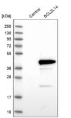 Anti-BCL2L14 antibody produced in rabbit Prestige Antibodies&#174; Powered by Atlas Antibodies, affinity isolated antibody, buffered aqueous glycerol solution