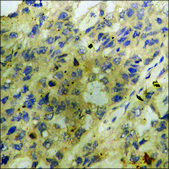 Anti-phospho-CaMK4 (pThr196/200) antibody produced in rabbit affinity isolated antibody