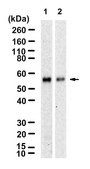 Anti-METTL4 Antibody, clone 2I6 ZooMAb&#174; Rabbit Monoclonal recombinant, expressed in HEK 293 cells