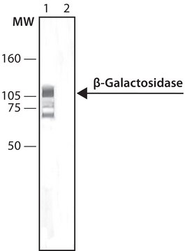 Monoclonal Anti-β-Galactosidase antibody produced in mouse clone GAL-40, ascites fluid