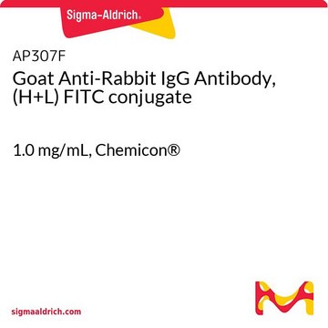 Goat Anti-Rabbit IgG Antibody, (H+L) FITC conjugate 1.0&#160;mg/mL, Chemicon&#174;