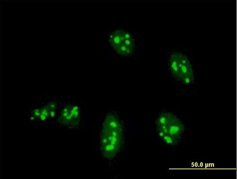 Monoclonal Anti-NANOG antibody produced in mouse clone 2E11, purified immunoglobulin, buffered aqueous solution