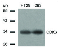Anti-CDK6 (Ab-24) antibody produced in rabbit affinity isolated antibody
