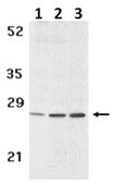 Anti-BCMA Antibody from rabbit, purified by affinity chromatography