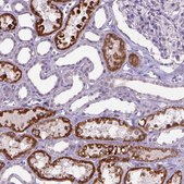 Anti-KMO antibody produced in rabbit Prestige Antibodies&#174; Powered by Atlas Antibodies, affinity isolated antibody, buffered aqueous glycerol solution