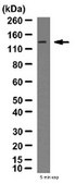 Anti-Cytoplasmic FMR1-interacting protein 1 Antibody from rabbit, purified by affinity chromatography