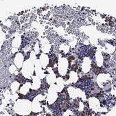 Anti-EPX antibody produced in rabbit Prestige Antibodies&#174; Powered by Atlas Antibodies, affinity isolated antibody, buffered aqueous glycerol solution