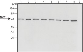 Anti-NOX1 (N-terminal) antibody produced in rabbit ~1.5&#160;mg/mL, affinity isolated antibody