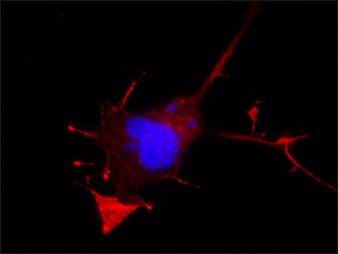 Anti-E6AP antibody, Mouse monoclonal clone E6AP-330, purified from hybridoma cell culture