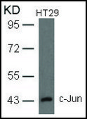 Anti-JUN (Ab-93) antibody produced in rabbit affinity isolated antibody