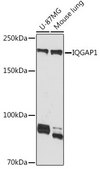 Anti-IQGAP1 antibody produced in rabbit