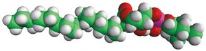 20:0 Lyso PC 1-arachidoyl-2-hydroxy-sn-glycero-3-phosphocholine, powder