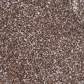 Anti-BRD4 antibody produced in rabbit Prestige Antibodies&#174; Powered by Atlas Antibodies, affinity isolated antibody, buffered aqueous glycerol solution