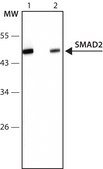 Anti-SMAD2 antibody produced in rabbit ~1.0&#160;mg/mL, affinity isolated antibody
