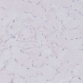 Anti-EPX antibody produced in rabbit Prestige Antibodies&#174; Powered by Atlas Antibodies, affinity isolated antibody, buffered aqueous glycerol solution