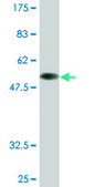 Monoclonal Anti-HNRPA1 antibody produced in mouse clone 2E6, purified immunoglobulin, buffered aqueous solution