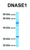 Anti-DNASE1 (N-terminal) antibody produced in rabbit affinity isolated antibody