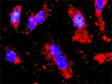Monoclonal Anti-PRKAA2 antibody produced in mouse clone 1G8, purified immunoglobulin, buffered aqueous solution