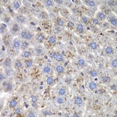 Anti- SND1 antibody produced in rabbit