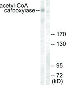 Anti-Acetyl-CoA Carboxylase, N-Terminal antibody produced in rabbit affinity isolated antibody