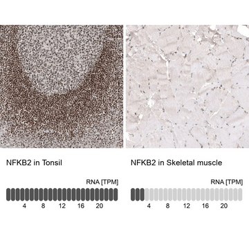 Monoclonal Anti-NFKB2 antibody produced in mouse Prestige Antibodies&#174; Powered by Atlas Antibodies, clone CL8266, purified immunoglobulin, buffered aqueous glycerol solution