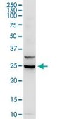 Anti-IL3 antibody produced in rabbit IgG fraction of antiserum, buffered aqueous solution