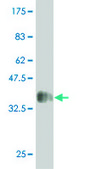 Monoclonal Anti-MAP2K5 antibody produced in mouse clone 1E5, purified immunoglobulin, buffered aqueous solution