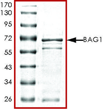 BAG1 (72-end), GST tagged human recombinant, expressed in E. coli, &#8805;70% (SDS-PAGE), buffered aqueous glycerol solution