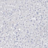 Anti-FLG antibody produced in rabbit Prestige Antibodies&#174; Powered by Atlas Antibodies, affinity isolated antibody, buffered aqueous glycerol solution, ab3