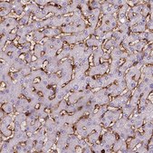 Monoclonal Anti-CD14 antibody produced in mouse Prestige Antibodies&#174; Powered by Atlas Antibodies, clone CL1637, purified immunoglobulin, buffered aqueous glycerol solution
