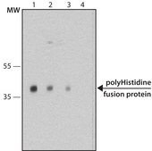 Monoclonal Anti-polyHistidine antibody produced in mouse clone HIS-1, purified immunoglobulin