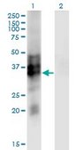 Monoclonal Anti-SYP antibody produced in mouse clone 3B3, purified immunoglobulin, buffered aqueous solution