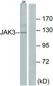 Anti-JAK3 antibody produced in rabbit affinity isolated antibody