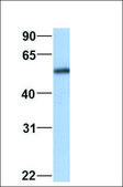 Anti-GSR antibody produced in rabbit affinity isolated antibody