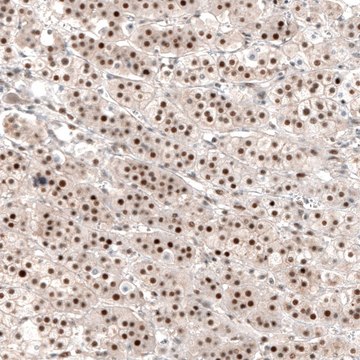 Anti-NR4A3 antibody produced in rabbit Prestige Antibodies® Powered by Atlas Antibodies, affinity isolated antibody, buffered aqueous glycerol solution