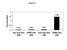 ChIPAb+ CREB - ChIP Validated Antibody and Primer Set, rabbit monoclonal culture supernatant, clone NL904, from rabbit