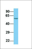 Anti-LAP3, (N-terminal) antibody produced in rabbit affinity isolated antibody