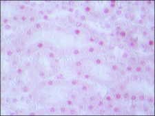 Anti-TDP-43 (C-terminal) antibody produced in rabbit ~1.0&#160;mg/mL, affinity isolated antibody, buffered aqueous solution