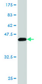Monoclonal Anti-KRAS antibody produced in mouse clone 3B10-2F2, purified immunoglobulin, buffered aqueous solution