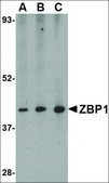 Anti-ZBP1 antibody produced in rabbit affinity isolated antibody, buffered aqueous solution