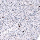 Monoclonal Anti-ALDH1A3 antibody produced in mouse Prestige Antibodies&#174; Powered by Atlas Antibodies, clone CL11968, purified immunoglobulin, buffered aqueous glycerol solution