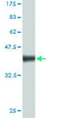 Monoclonal Anti-NRP1 antibody produced in mouse clone 1B3, purified immunoglobulin, buffered aqueous solution
